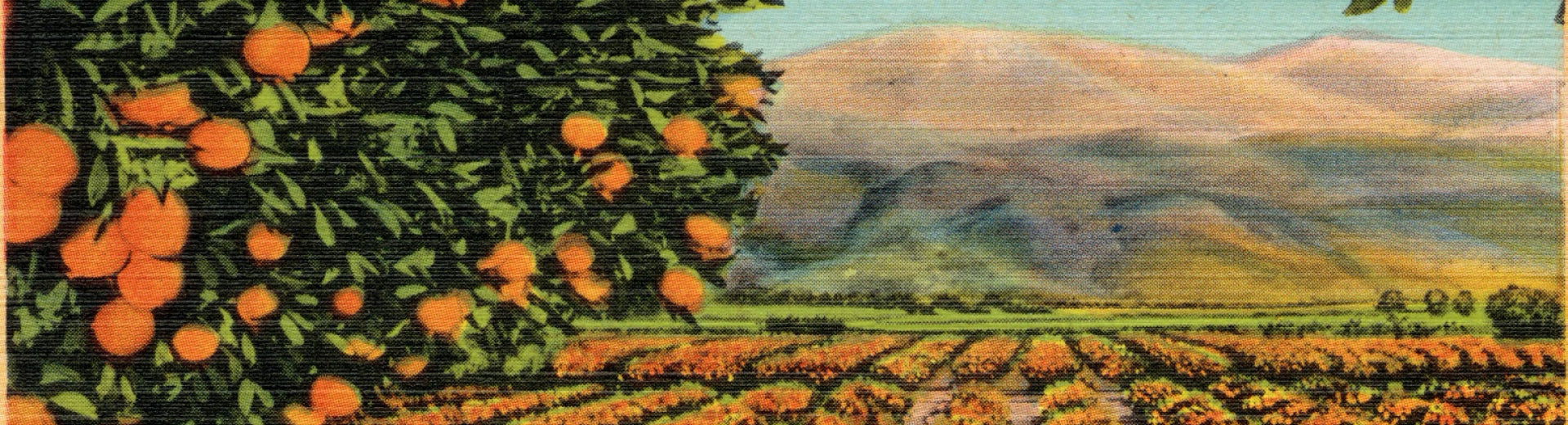 In California #006: Oranges and the City of Los Angeles – Birdwell